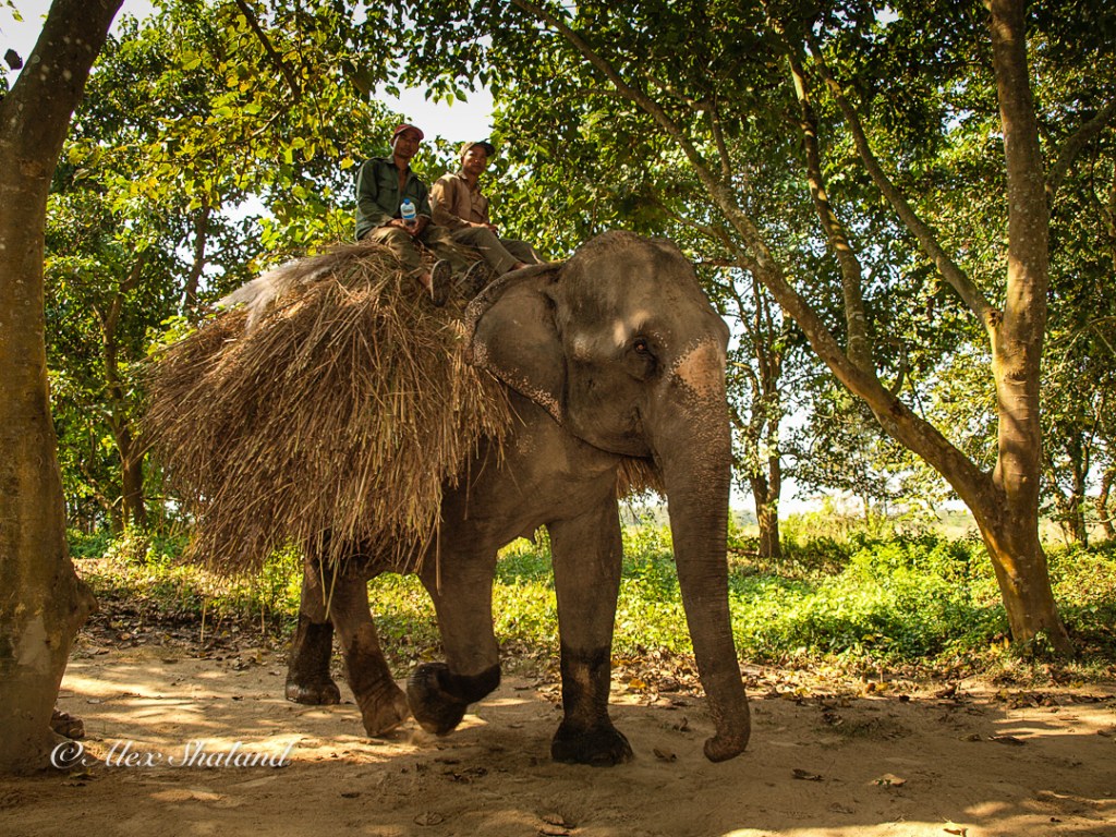 Elephant carrying load and riders in Chitwan National Park