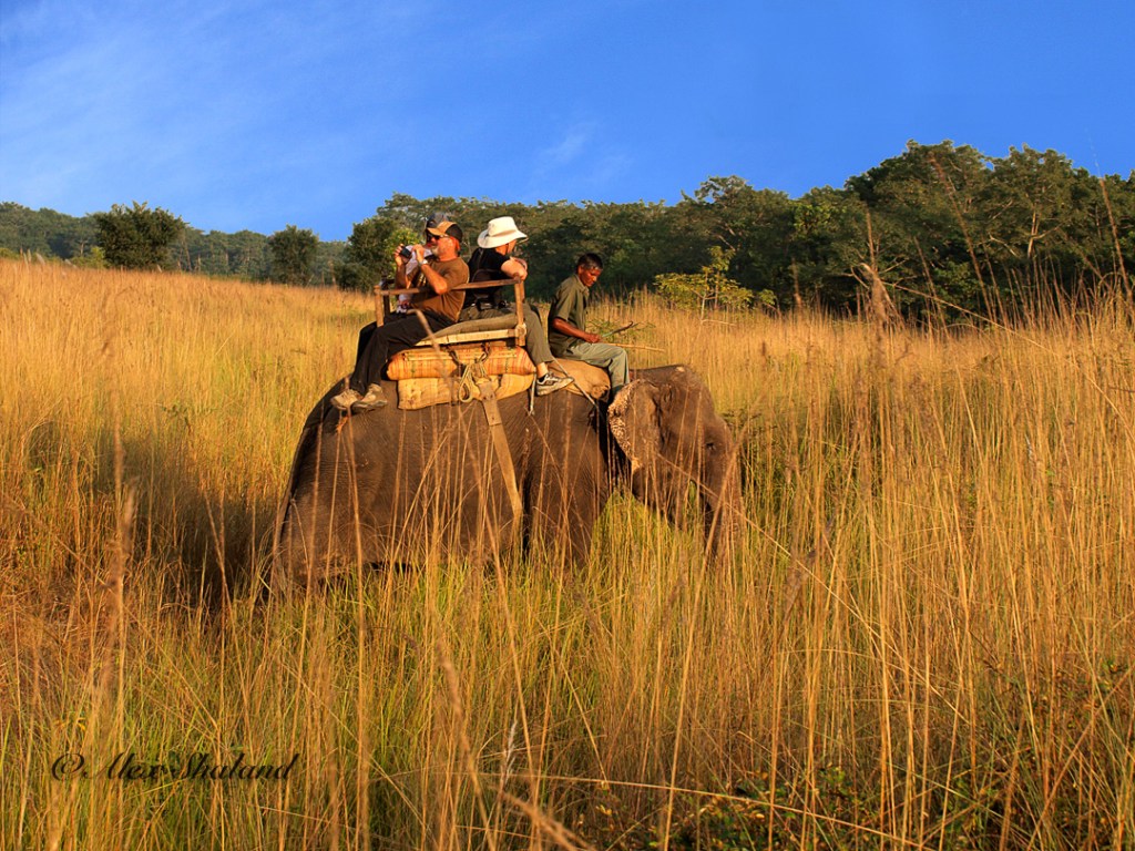 Elephant carrying 3 riders and the driver.