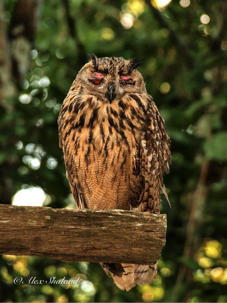 An owl resting during the day in Chitwan National Park, Nepal.