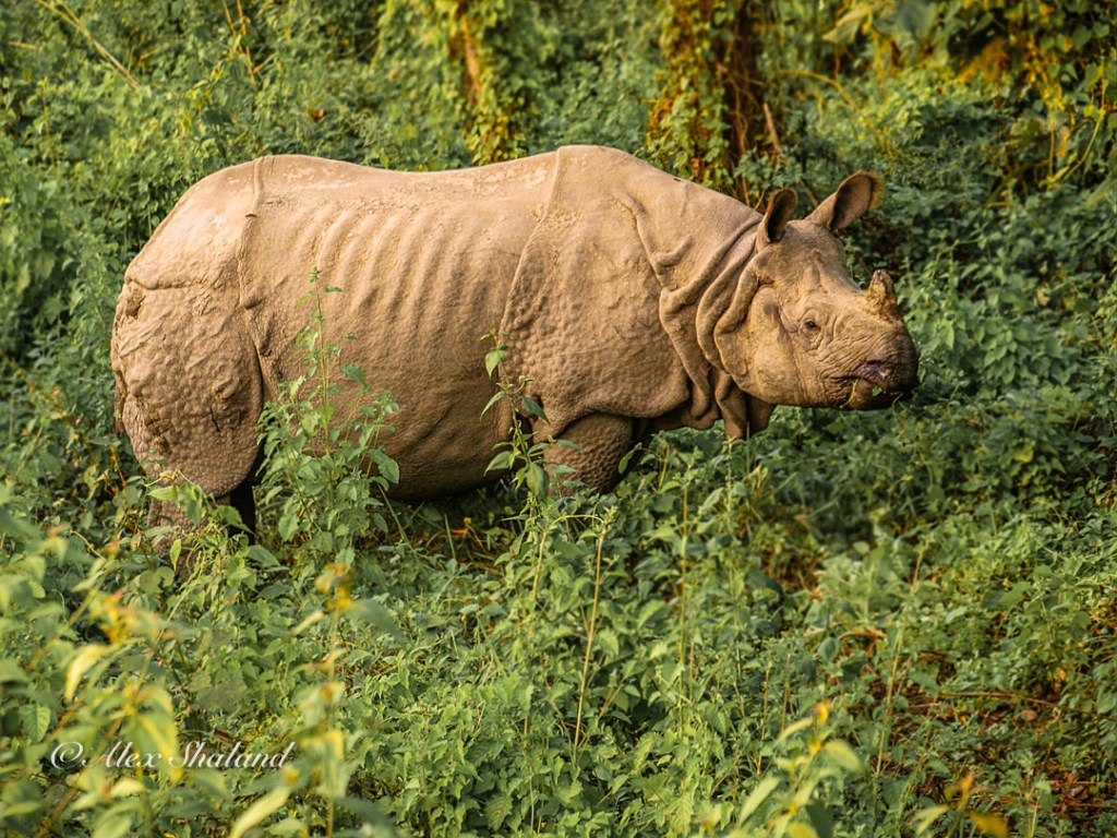 Asian rhino among tall grass and bushes
