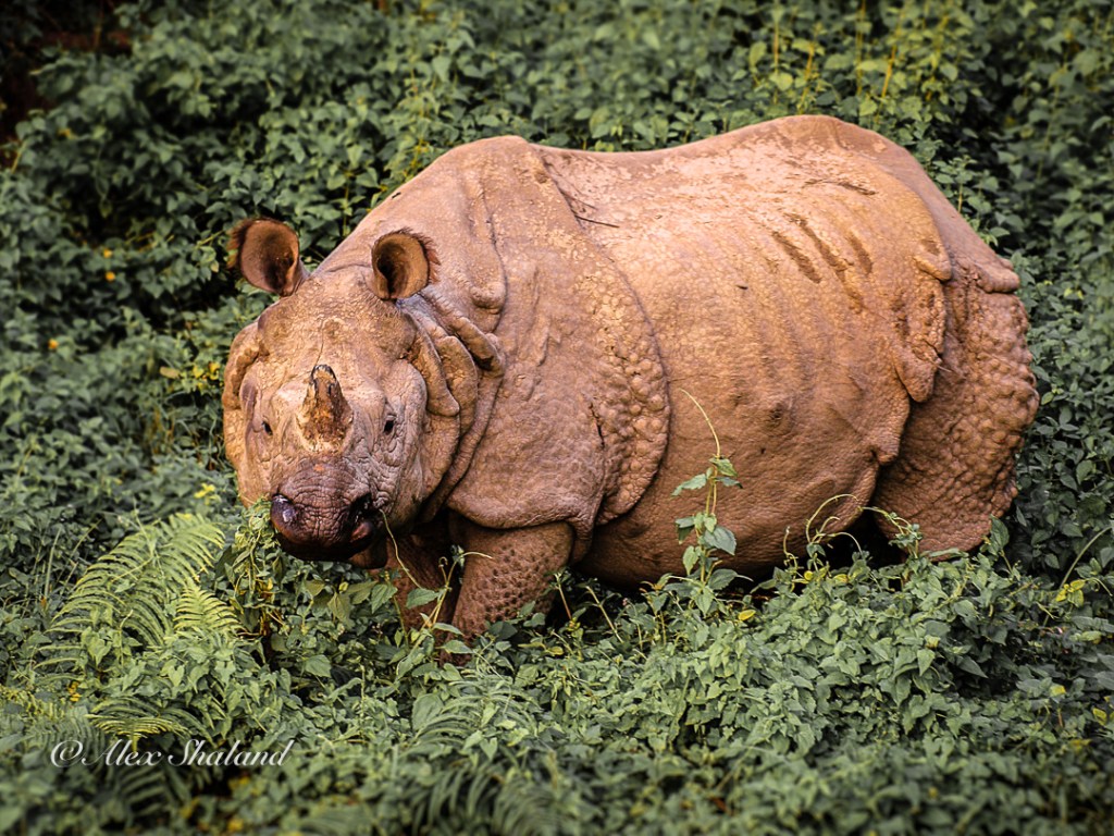 Greater one-horned rhinoceros in Chitwan National Park, Nepal